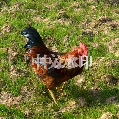 山东散养公鸡雏鸡的养殖方法